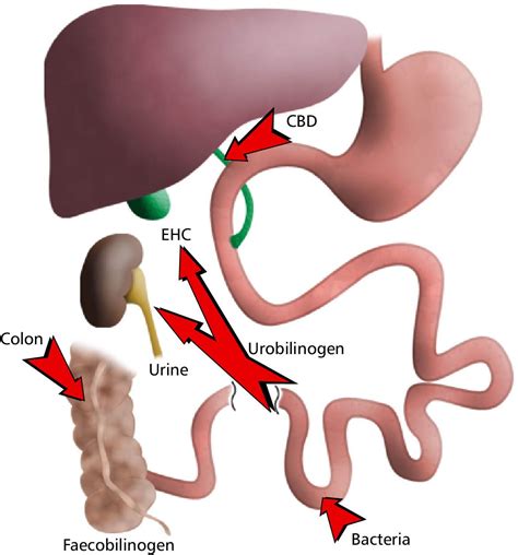 an image of the anatomy of the liver and pancreal system with arrows ...