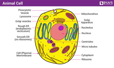 Animal Cell - Structure, Function and Types of Animal Cells