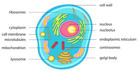 Cell Organelles Definition Structure Functions Diagram – NBKomputer