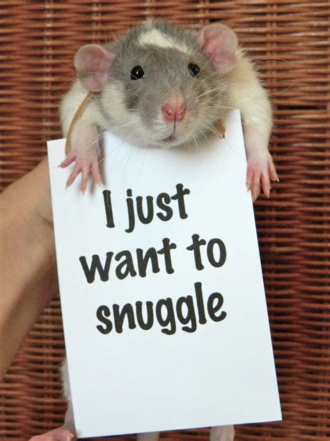 Quotes About Pet Rats. QuotesGram