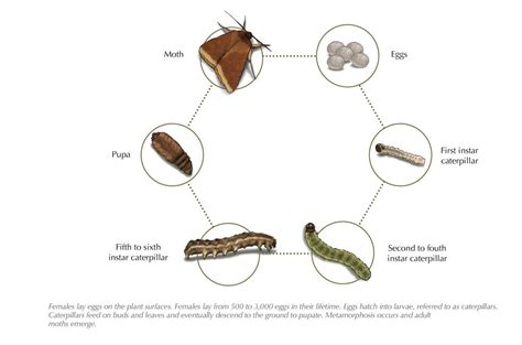 Caterpillar Life Cycle