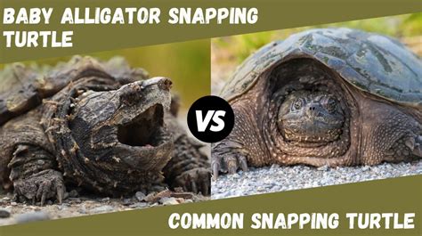 Baby Alligator Snapping Turtle vs Common Snapping Turtle – The Turtle ...