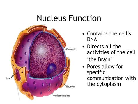 Nucleus Function