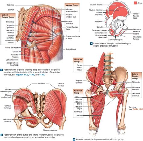 Hip Groin Muscle Anatomy : Chronic Groin Pain More Than Just Osteitis ...