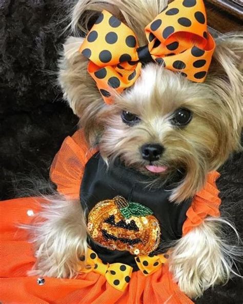 15 Pics That Prove Yorkshire Terriers Always Win At Halloween | PetPress