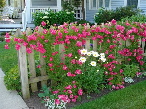 40 Best and Beautiful Climbing Flowers for Fences Ideas - DecoRewarding ...