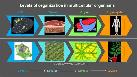 Multicellular organisms examples and characteristics - Jotscroll