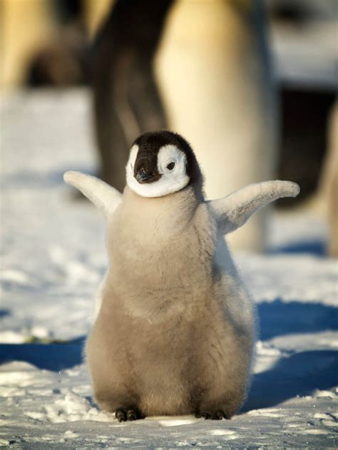 Emperor penguin chick - Antarctic Logistics & Expeditions