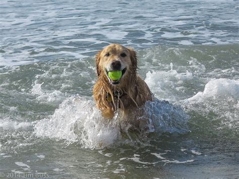 15 Dog-Friendly Beaches In California: More Coast for Your | Trip101