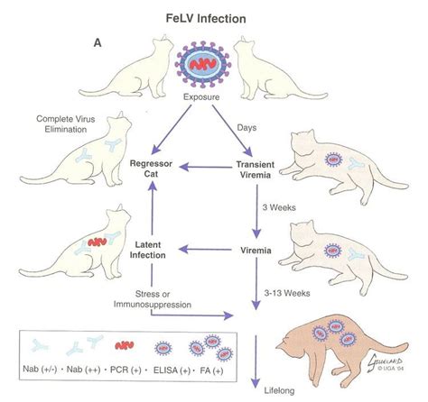 Feline leukemia virus - Alchetron, The Free Social Encyclopedia