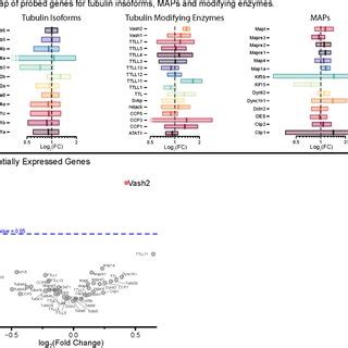 Panel of transcripts probing differentially regulated tubulin isoforms ...