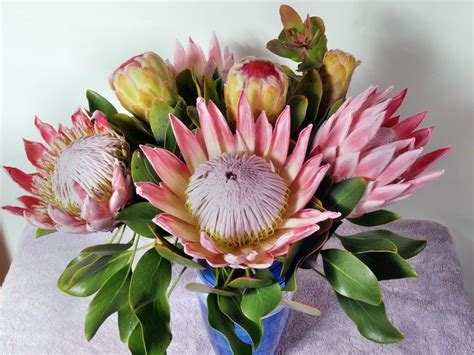 Image result for protea flower arrangement ideas | Protea flower ...