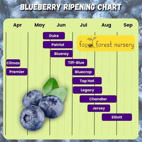 Northern Highbush Blueberry For Sale - Bare Root Blueberry Plants