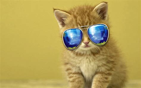 🔥 [40+] Cool Cat HD Wallpapers | WallpaperSafari