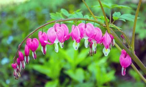 How to Grow and Care For Bleeding Heart Plants - Garden Lovers Club