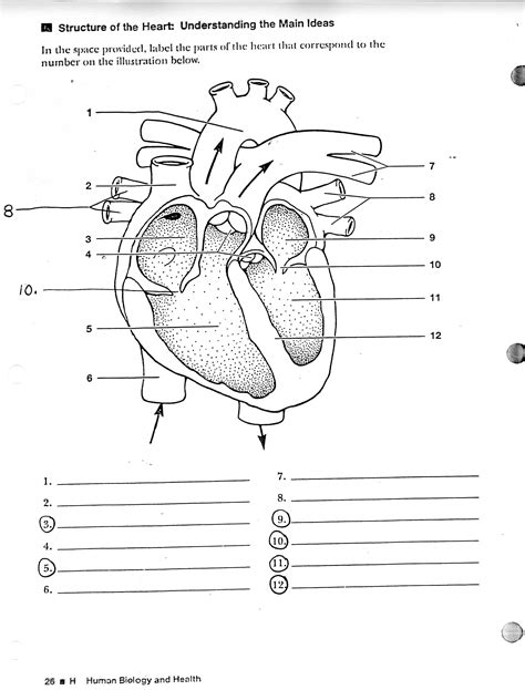 Heart Anatomy Diagram Worksheet