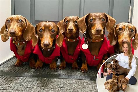 Five sausage dogs show off the style that has made them social media stars