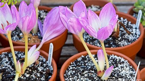 Colchicum autumnale - Oceanside Garden