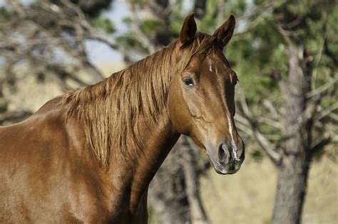 Australian Stock Horse | Rare horse breeds, Horses, Rare horses