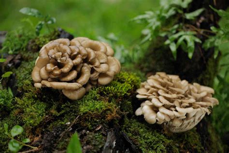 Identifying Wild Mushrooms: A Guide to Edible and Poisonous Mushrooms