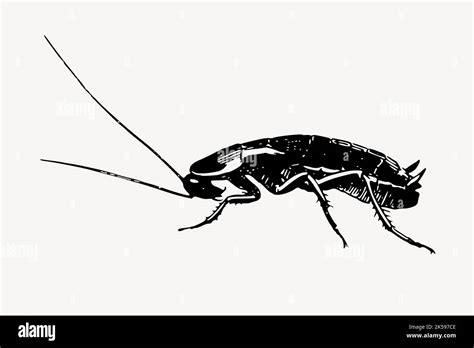 Cockroach drawing, vintage insect illustration vector Stock Vector ...