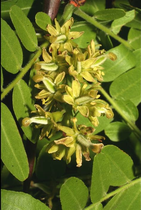 Gleditsia triacanthos (honey-locust): Go Botany