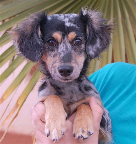 Dachshund Mix Puppies For Adoption