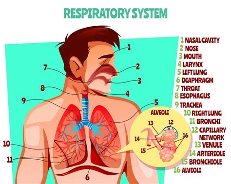 Respiratory System In Human Anatomy - Anatomical Charts & Posters