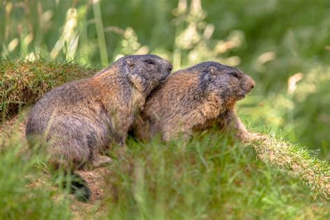 Groundhogs | Animals Happen Wildlife Control