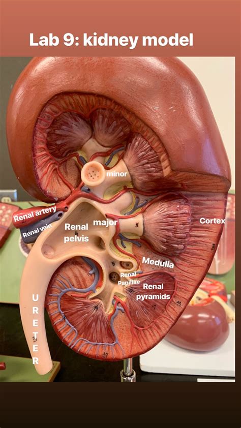 Urinary sys.: kidney model | Medical anatomy, Body anatomy, Basic ...