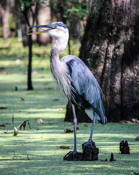 Free Images : marsh, swamp, wildlife, beak, fauna, wading bird, wetland ...