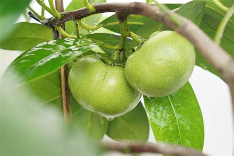 How to Grow Black Sapote