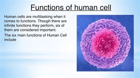 What are the Functions of human cell | Human Cell | Physiology ...