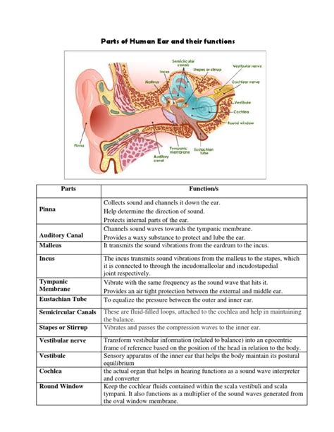 Human Ear Structure Function And Parts | Images and Photos finder