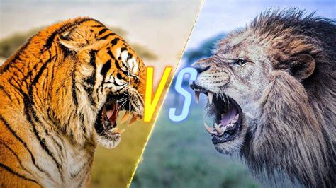 Lion Vs Tiger Fight