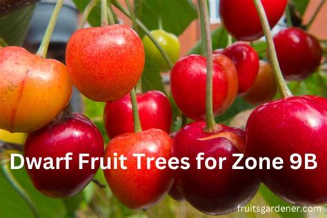 Dwarf Fruit Trees for Zone 9B | Growing Fruit Trees In Zone 9 - Fruits ...