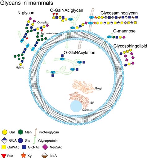 Glycosylation is one of the processes of the PTS, glycosylation occurs ...