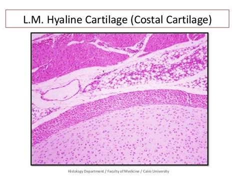 Cartilage - Prac. Histology