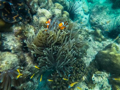 Four Amazing Snorkelling Spots on Koh Phi Phi Island