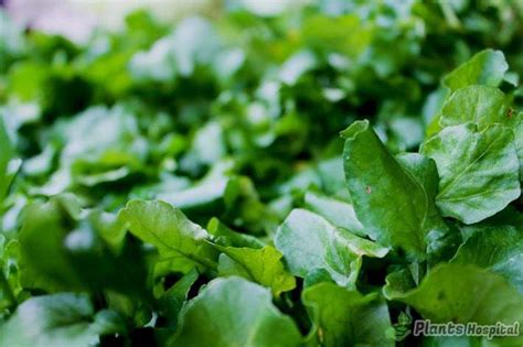 11 Best Health Benefits Of Garden Cress - What is Garden Cress Seeds?