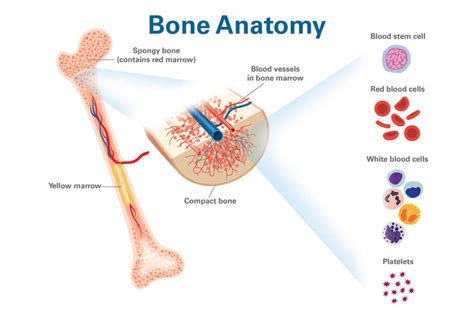 What is Bone Marrow and Why Is It Important? | Dana-Farber Cancer Institute