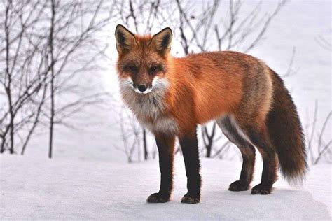 What Can I Feed Foxes In Winter? (Best Winter Foods)