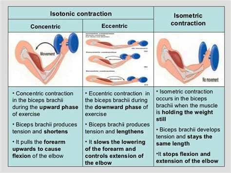 Types of muscle contractions | Eccentric contraction, Isometric ...