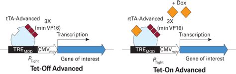 Tet on advanced inducible gene expression system