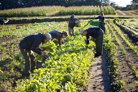 Organic farming more profitable - Cosmos Magazine