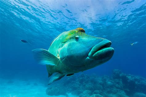 Meet the Great Barrier Reef's Great Eight Giant Clam, Ocean Creatures ...