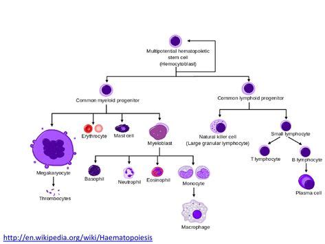 10+ Hematology Slides ideas in 2020 | hematology, medical lab ...