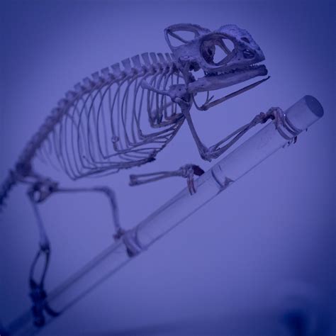 Chameleon Skeleton Free Stock Photo - Public Domain Pictures