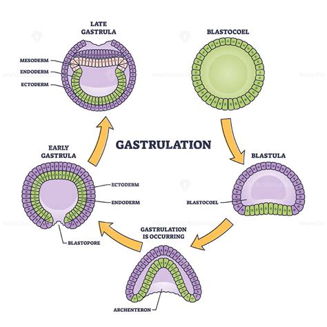 Gastrulation stages as early embryo development process outline diagram ...