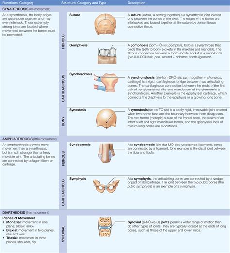 97 Cool Where Are Gomphosis Joints Found - insectza